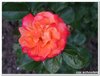 dscf3162