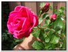 bloem00186