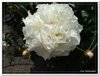 bloem00492