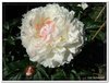 bloem00475