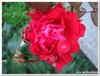 dscf3231