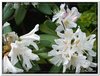 bloem00089