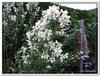 bloem00445