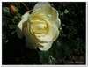 bloem00473