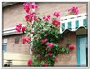 bloem00219