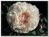 bloem00160