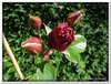 bloem00174
