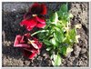 bloem00355