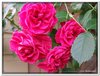 bloem00252