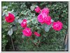 bloem00285