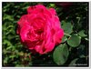 bloem00342