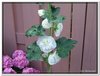 bloem00273