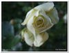 bloem00552