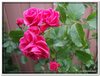 bloem00511