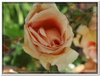 bloem00283