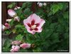 bloem00323