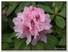 bloem00095