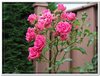 bloem00602
