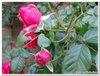 dscf3165