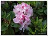 bloem00608