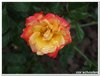 dscf3169