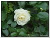 bloem00329
