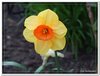 bloem00350