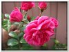 bloem00509