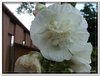 bloem00289