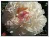 bloem00159