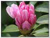 bloem00396