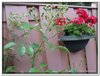 bloem00278
