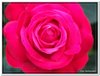 bloem00313