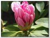 bloem00395