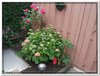 bloem00526