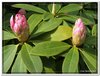 bloem00391