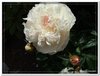 bloem00495