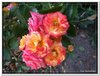 bloem00245