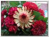 bloem00438