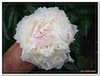 bloem00142