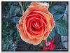 bloem00225