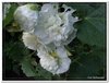 bloem00576