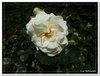 bloem00486