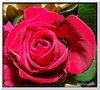 bloem00306