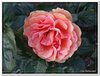 bloem00558
