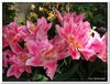dscf2958