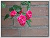 bloem00018