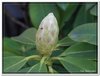 bloem00382