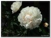 bloem00493