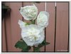 bloem00288